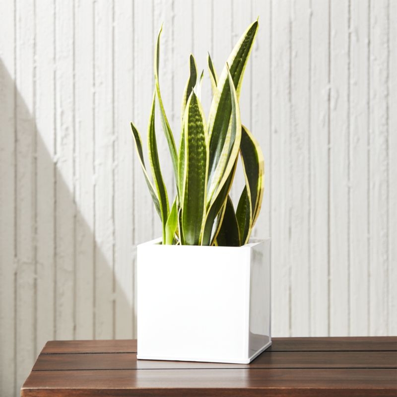 blox small square galvanized hi-gloss white planter - Image 1