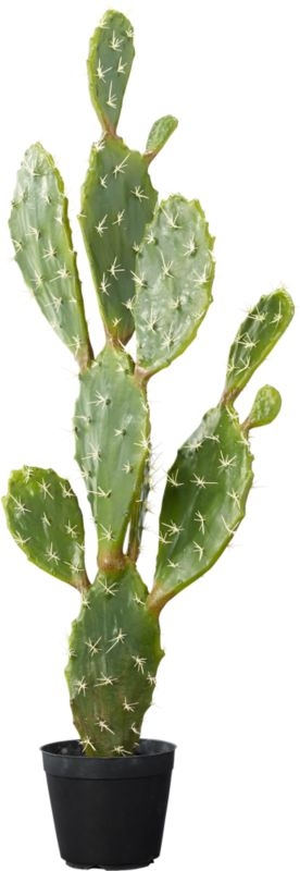 "potted 39"" prickly pear cactus" - Image 4