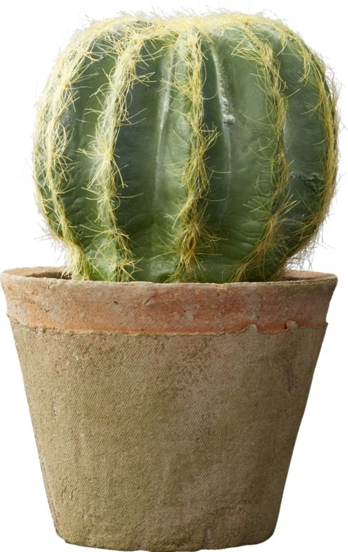 "potted 6"" golden barrel cactus" - Image 1