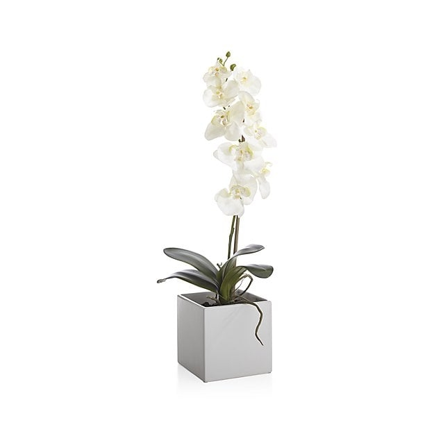 Large Potted Orchid Plant - Image 0