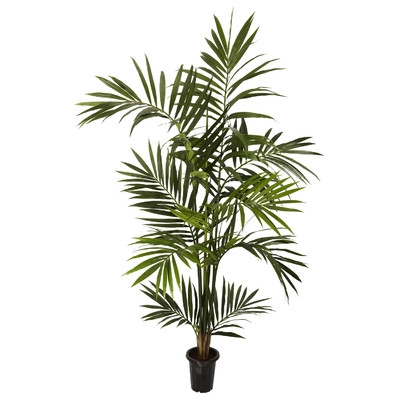 "Kentia Palm Tree in Pot" - Image 0