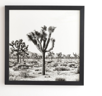 JOSHUA TREES 20"x20", Basic Black Frame - Image 0