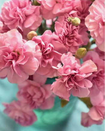 PINK CARNATIONS_print only - Image 0