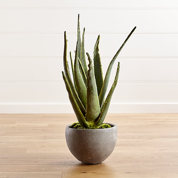 Aloe Vera Plant - Image 0