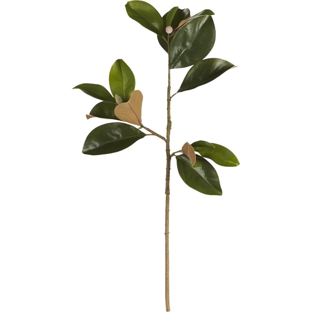 magnolia stem - Image 0