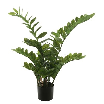 Succulent Zamifolia Plant in Pot - Image 0