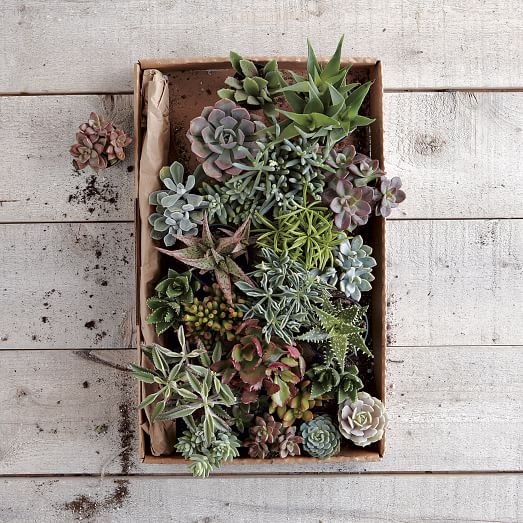 Succulents (Set of 3) - Small - Image 0