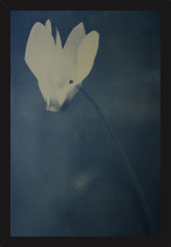 cyanotype flower - Image 0