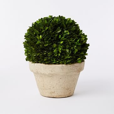 Boxwood Tree, Ball + Pot, Medium - Image 1