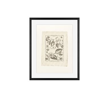 Botanical Plate 593, 16 x 20", Wood Gallery, Black, Mat - Image 0