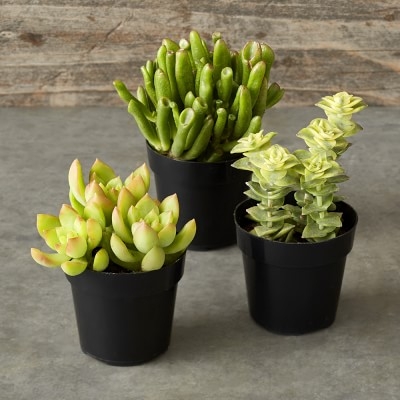 Succulents, Set of 3 - Image 1