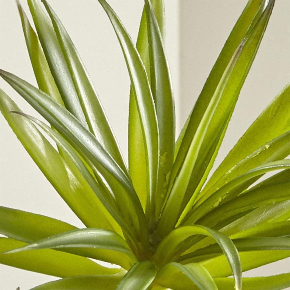 Green Yucca Succulent Stem - Image 0