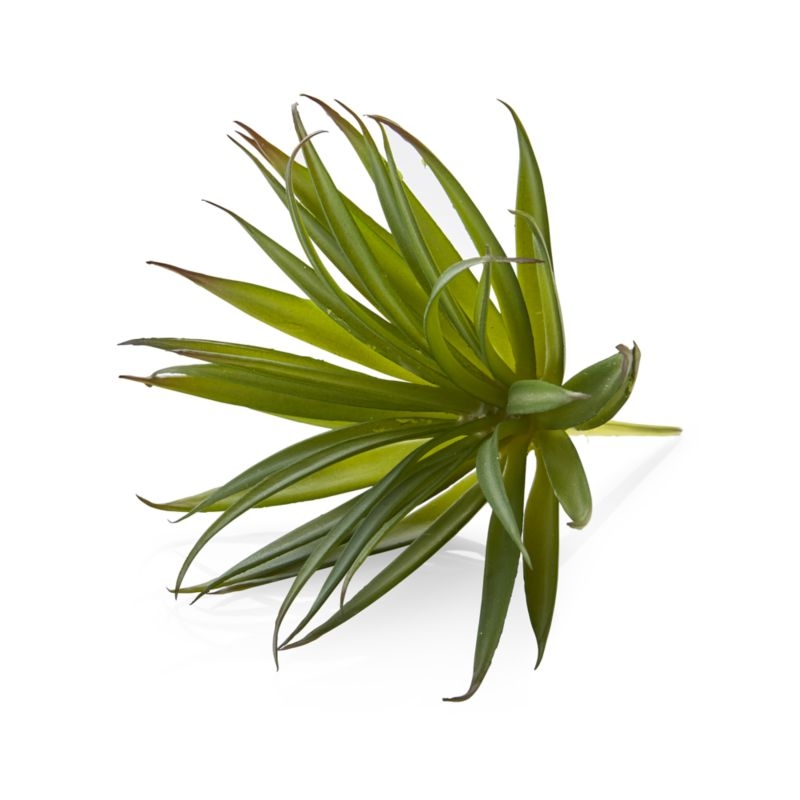 Green Yucca Succulent Stem - Image 2