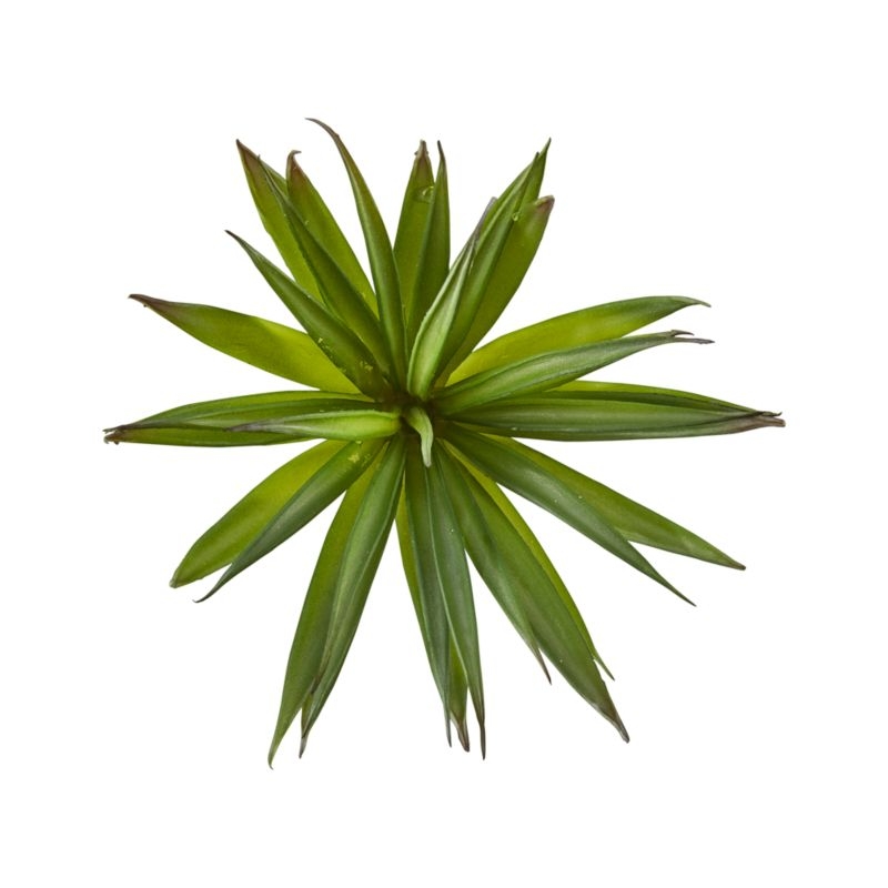 Green Yucca Succulent Stem - Image 3