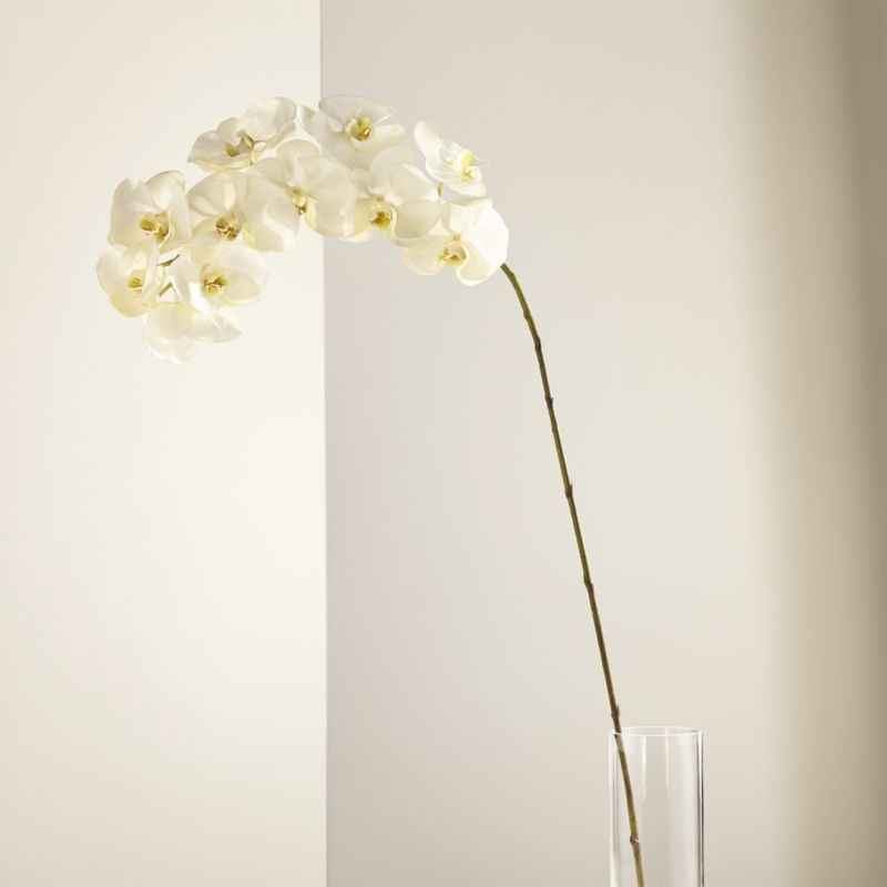 White Orchid Stem - Image 1
