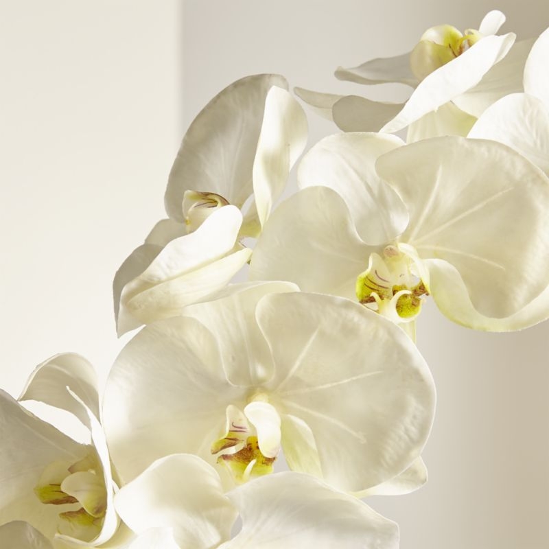 White Orchid Stem - Image 2