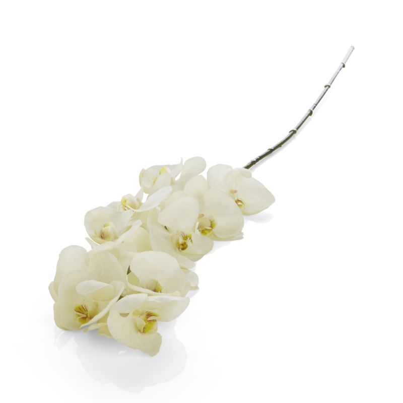 White Orchid Stem - Image 3