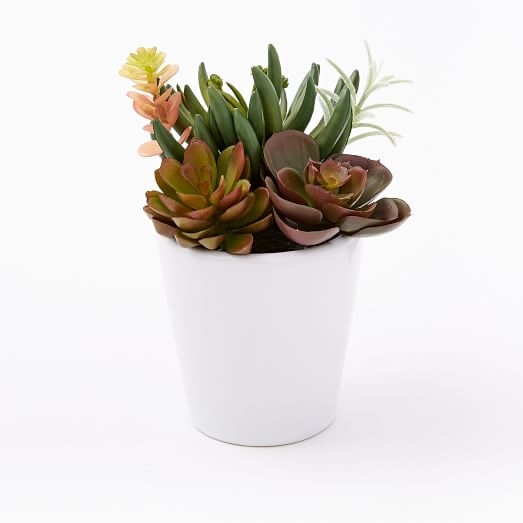 Faux Succulents - Multi - Image 0