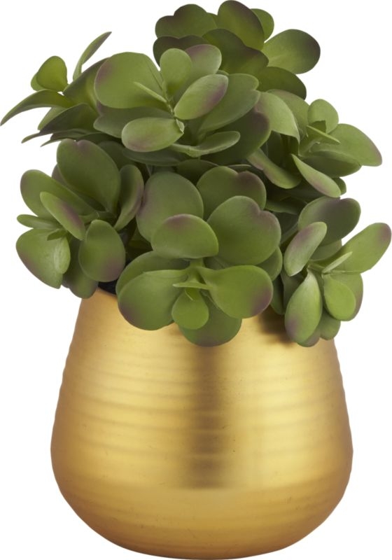 potted eucalyptus plant - Image 1