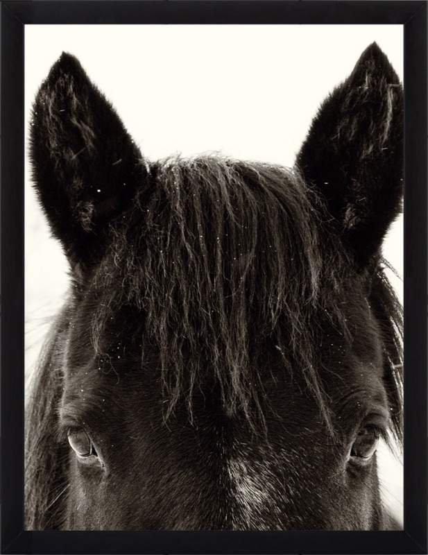Horse Ears - 13.5x17.5" - Black Wood Frame without Matte - Image 0