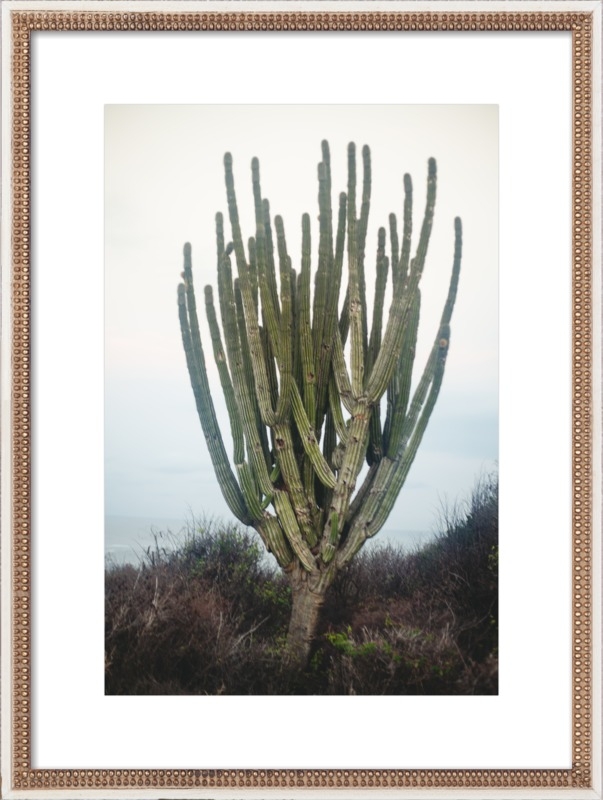 Cactus - Image 0