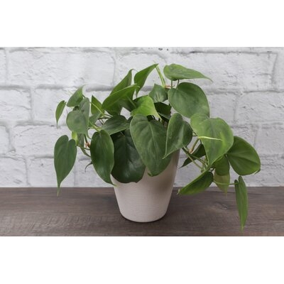 5'' Live Philodendron Plant in Planter - Image 0