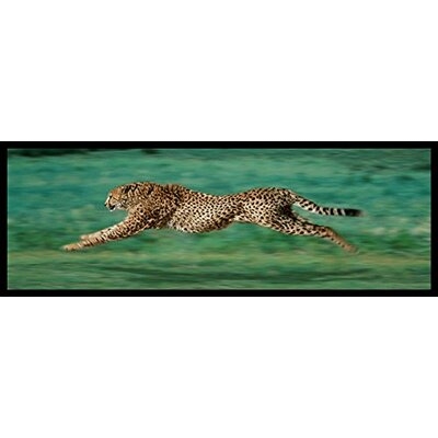 Cheetah Running Poster - Picture Frame Photograph Print on Paper - Image 0