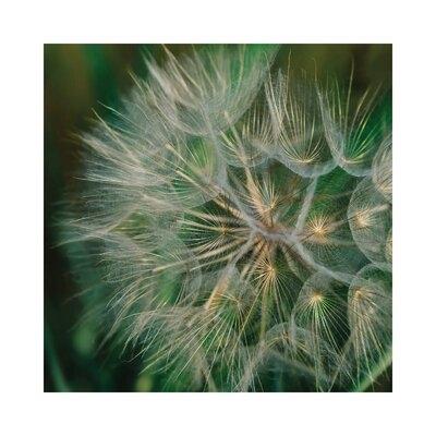 Summer Dandelion by Bethany Young - Gallery-Wrapped Canvas Giclée - Image 0