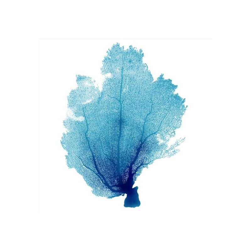 Chelsea Art Studio Blue Seafan Coral V by Sofia Fox - Graphic Art - Image 0