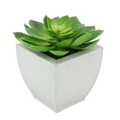 2'' Artificial Succulent in Pot - Image 0