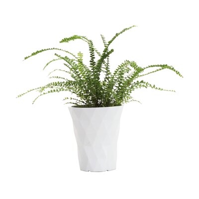 11" Live Fern Plant in Pot - Image 0