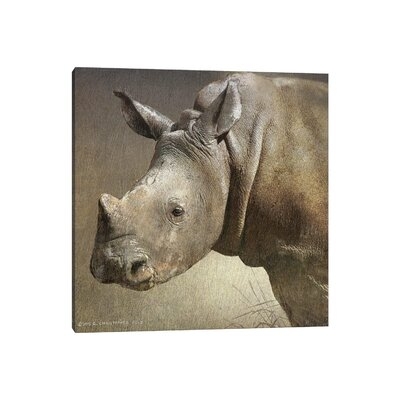 Young White Rhino - Image 0