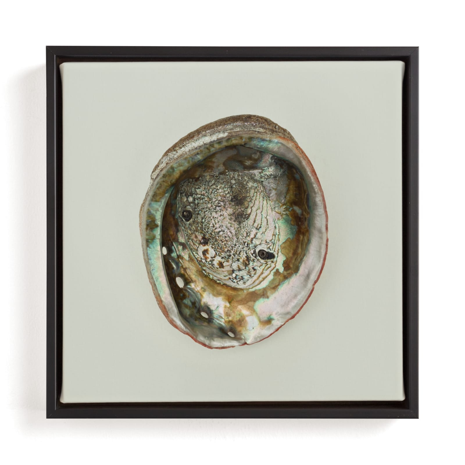 Abalone Shell Limited Edition Fine Art Print 2 - Image 0