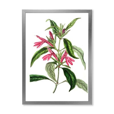 Vintage American Flora VII - Traditional Canvas Wall Art Print - Image 0