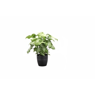 11" Live White Butterfly Plant in Pot - Image 0