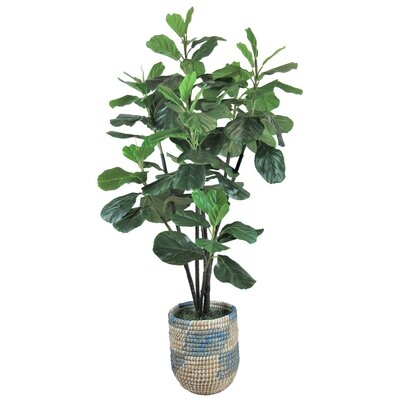 Fiddle Leaf Fig Tree with Basket - Image 0