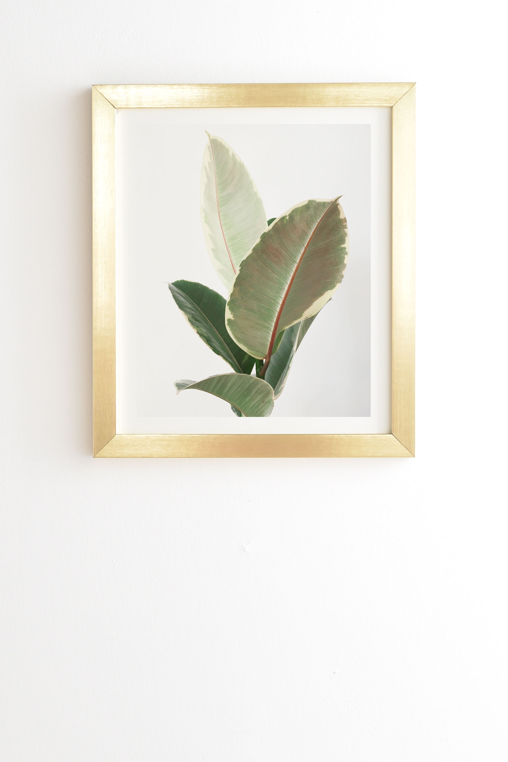 Ficus Tineke by Cassia Beck - Framed Wall Art Basic Gold 19" x 22.4" - Image 0