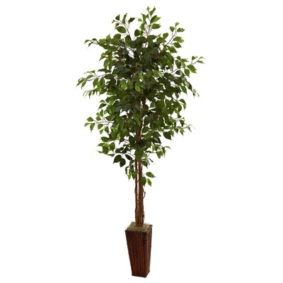 6' Ficus Tree W/Bamboo Planter - Image 0
