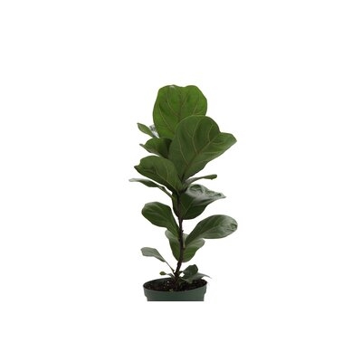 23" Live Fiddle Leaf Fig Plant - Image 0