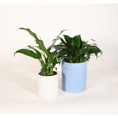 Live Plant Peace Lily With Ceramic Planter Pots 5'' Sky Blue/6'' White - Image 0