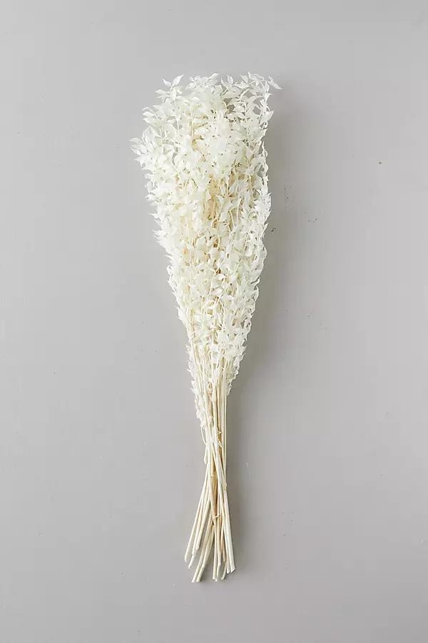 Bleached Ruscus Bunch - Image 0