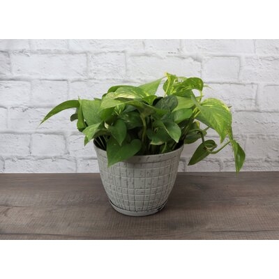 Thorsen's Greenhouse 8'' Philodendron Plant Desktop Plant in a Plastic Pot for Outdoor Use, White Pot - Image 0
