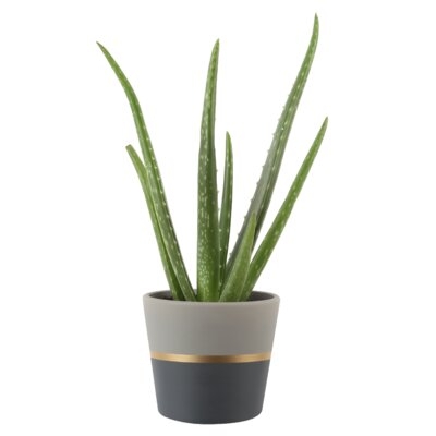 12'' Live Aloe Succulent in Planter - Image 0