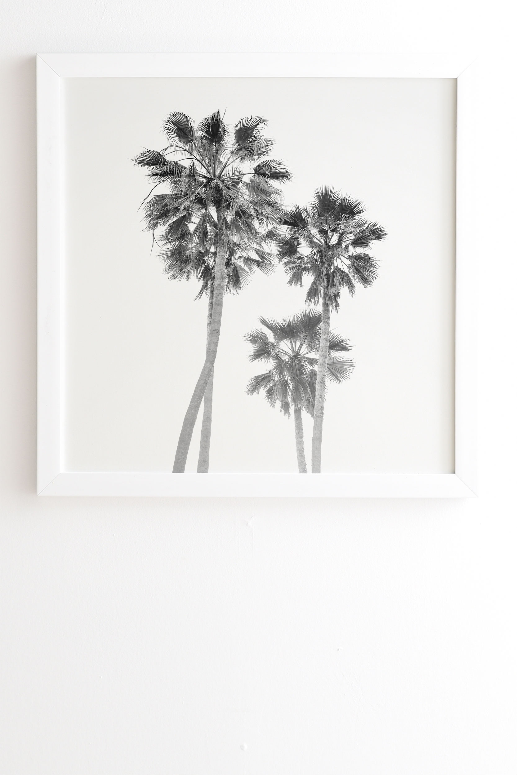 Monochrome California Palms by Bethany Young Photography - Framed Wall Art Basic White 20" x 20" - Image 1