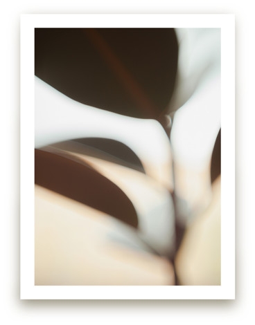 Ficus I Limited Edition Fine Art Print 2 - Image 0