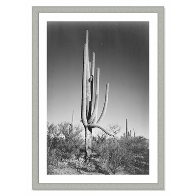 'Cactus in Saguaro National Monument in Arizona' Framed Photographic Print - Image 0
