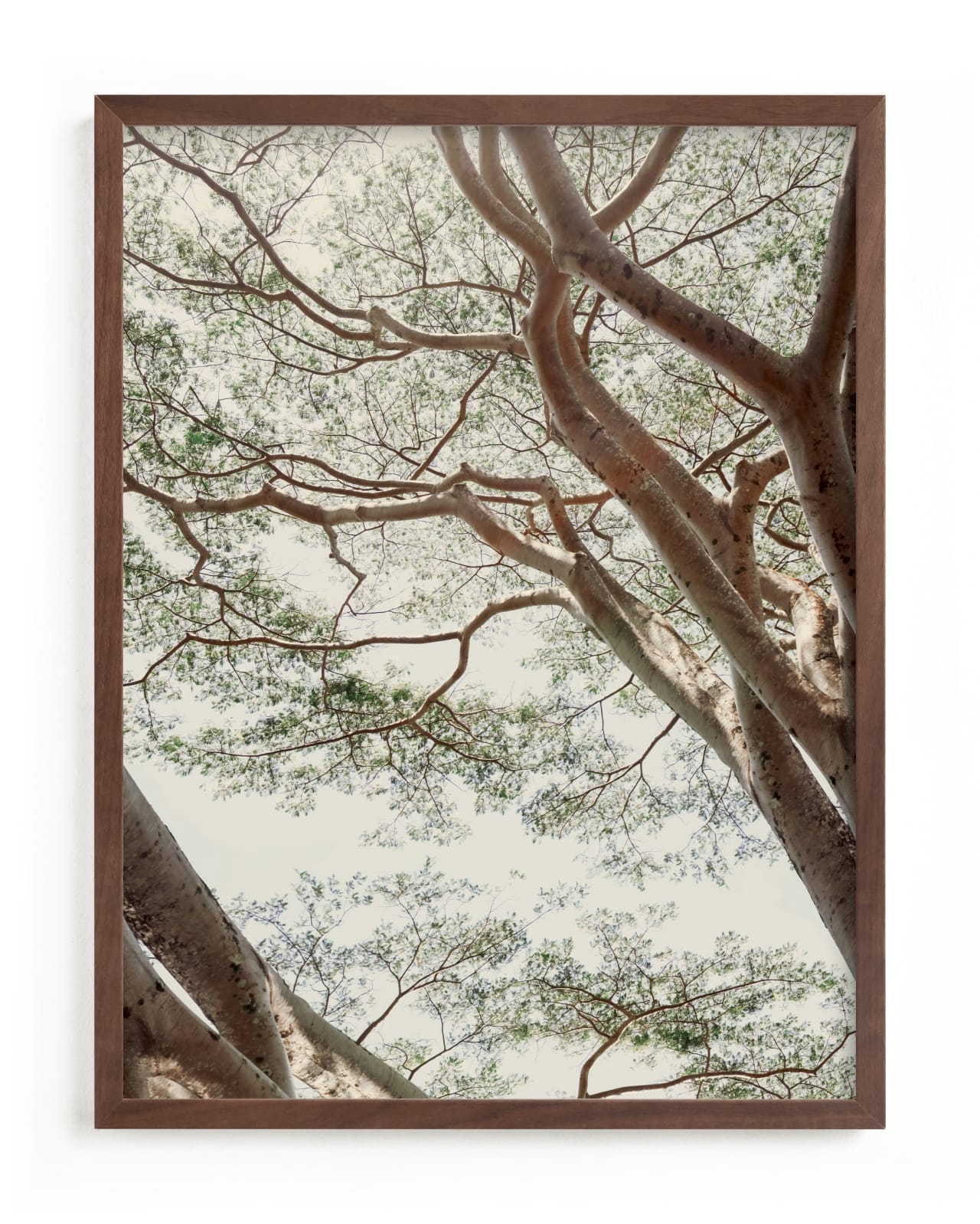 Tapestry II Limited Edition Fine Art Print 2 - Image 0