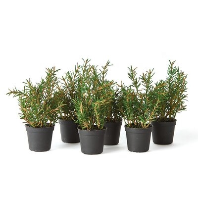 Rosemary Plant in Pot - Image 0