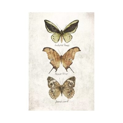 Butterflies IV by Mike Koubou - Wrapped Canvas Graphic Art Print - Image 0