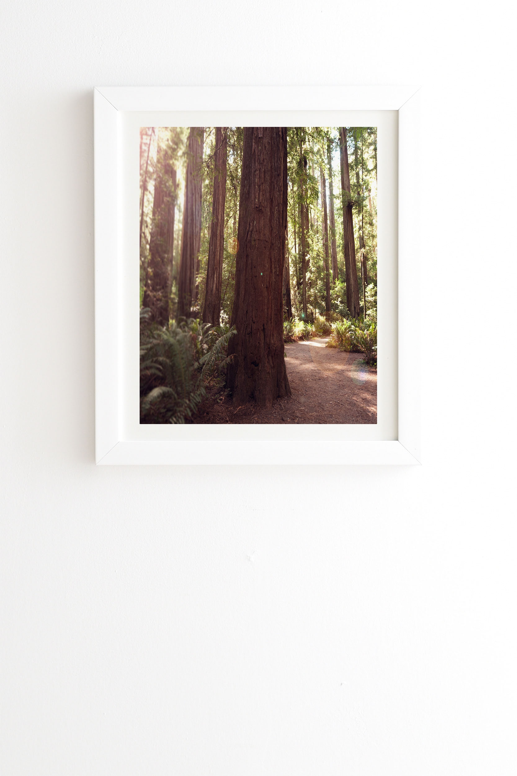 Redwoods by Bree Madden - Framed Wall Art Basic White 20" x 20" - Image 0